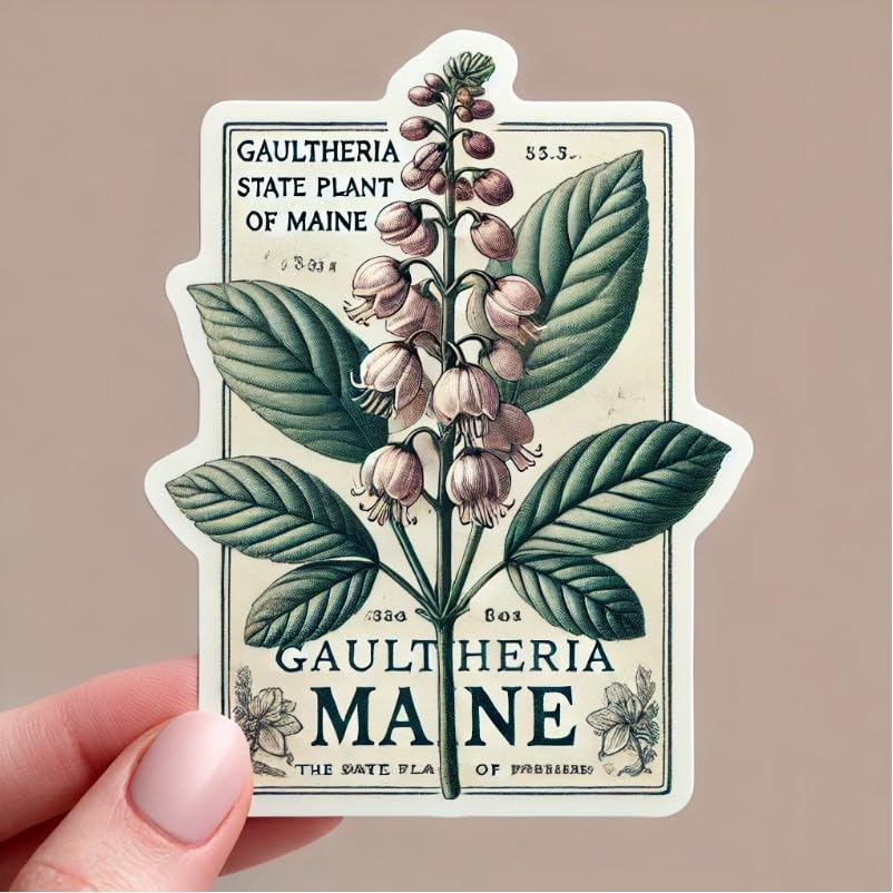 Vinyl sticker: Vintage Gaultheria Waterproof Laptop Wall Car Window Bumper Sticker Decal Truck Auto Water Bottle