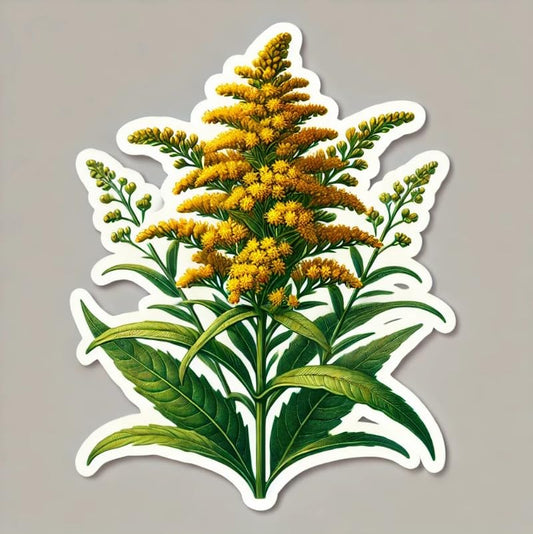 Vinyl sticker: Solidago Gigantea Nebraska State Flower Vinyl Laptop Wall Car Window Bumper Sticker Decal Truck Waterproof Auto Water Bottle (6)