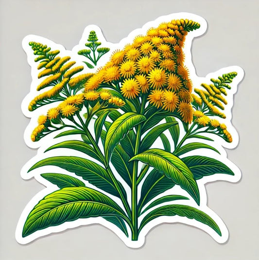 Vinyl sticker: Goldenrod Nebraska Wildflower Symbol Laptop Wall Car Window Bumper Sticker Decal Truck Waterproof Auto Water Bottle (4)
